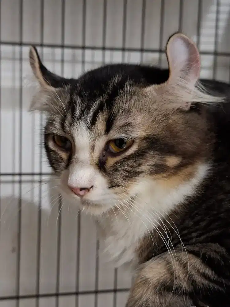 Kucing American Curl Betina