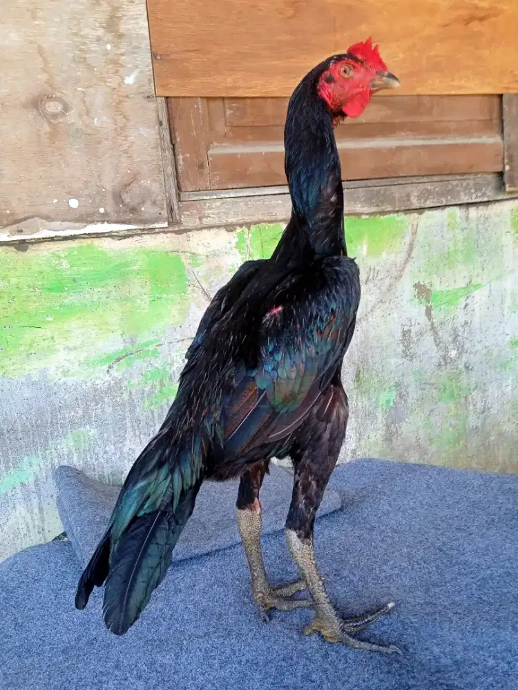 Ayam pama bulbie sisik bawat+ubet anakan berkualitas mewah dan terawat