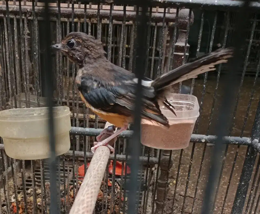 Burung murai batu trotolan