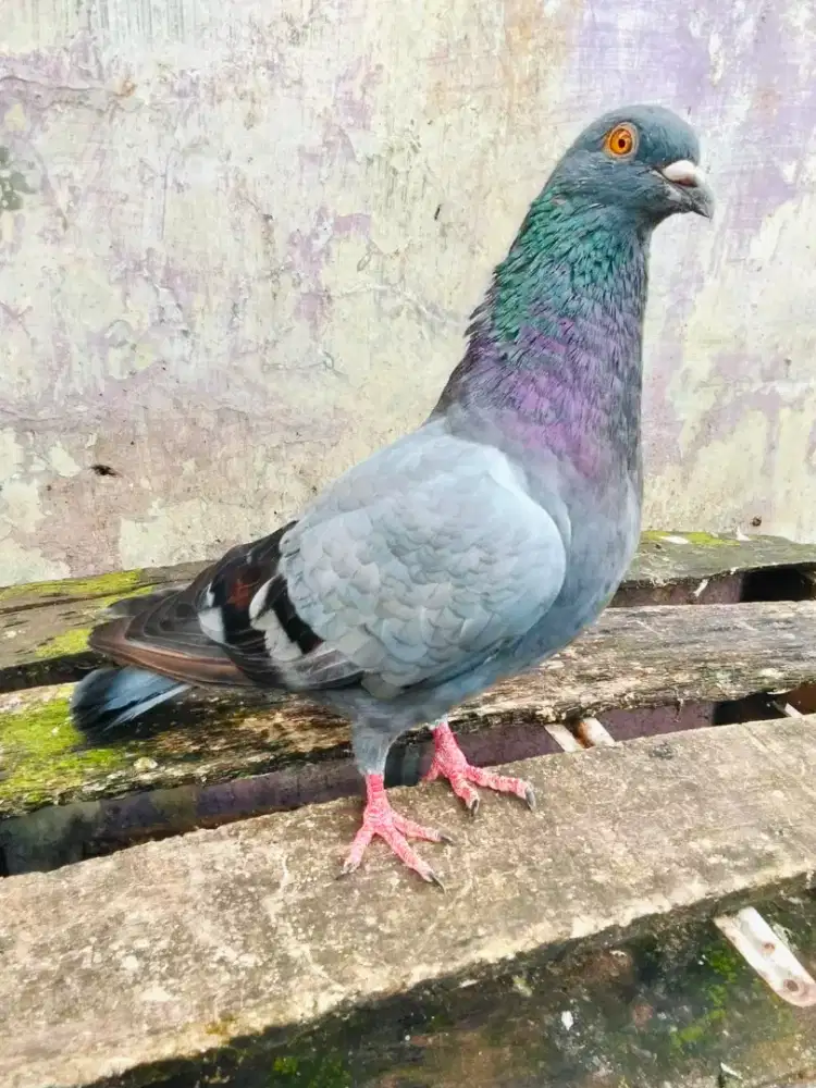 Sepasang megan giring keket