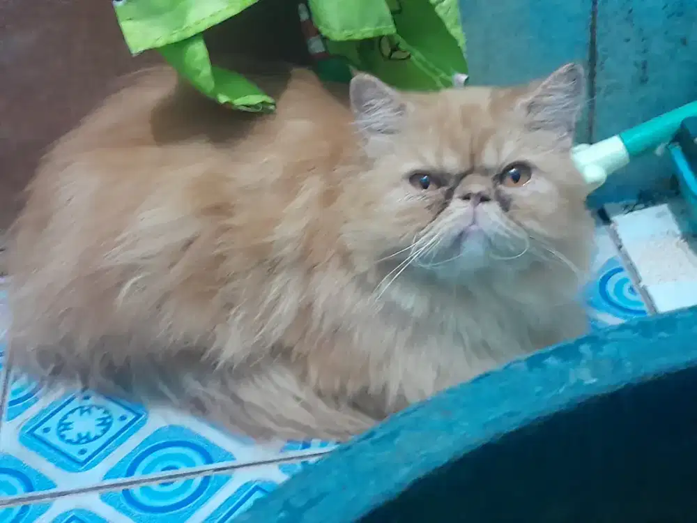 Kucing peak nose turun betina