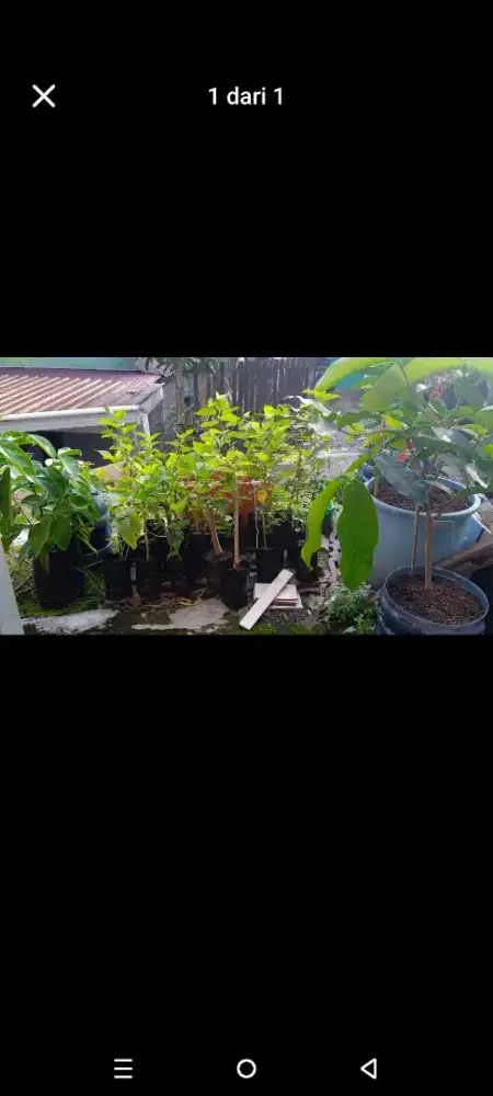 Bibit murbei cangkokan