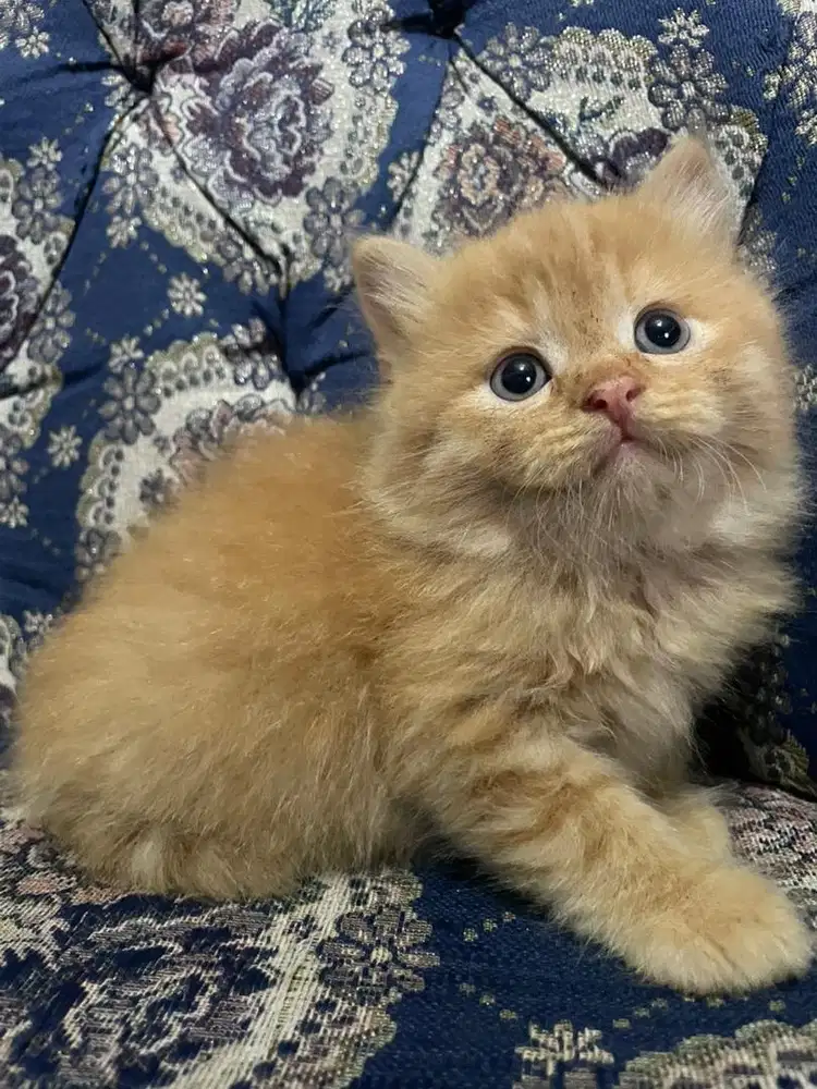 Kucing Persia Medium lucu