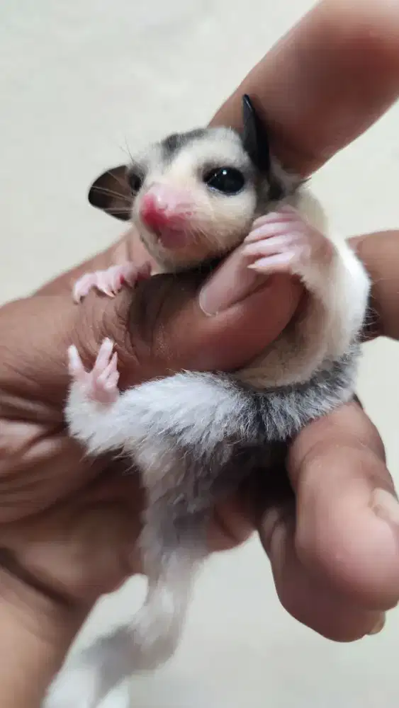 Sugar Glider Mozaik