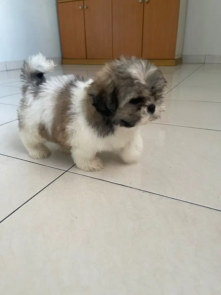 Shihtzu sitsu medan