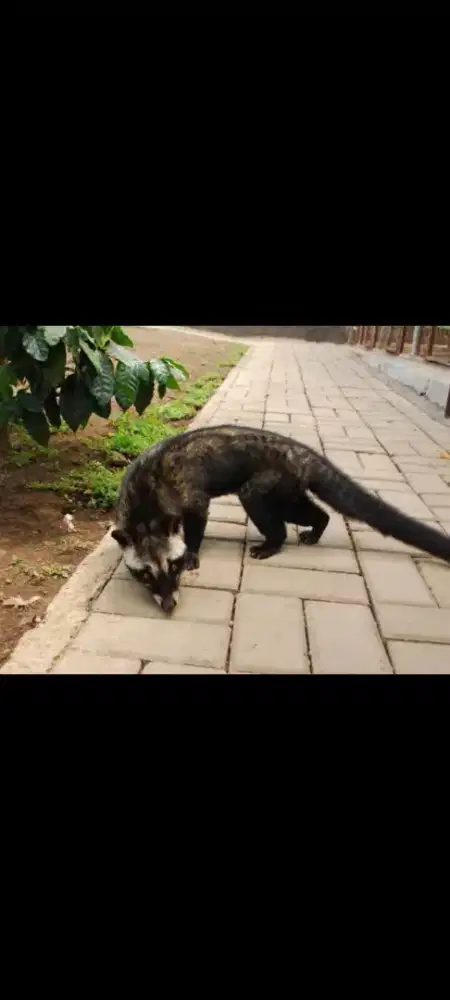 Musang pandan jantan