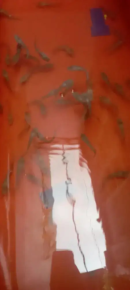 Bibit lele Sangkuriang