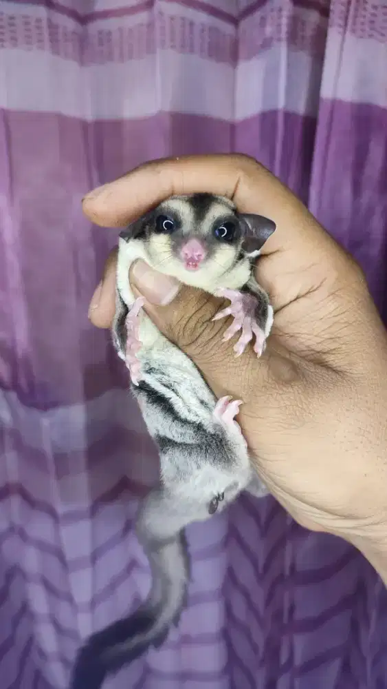 Suga Glider Clasic Grey