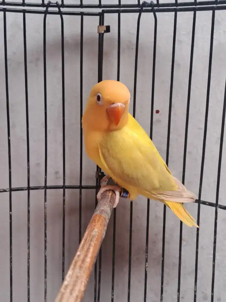 Lovebird Paud Jantan Biola AquaBlue1 Euwing Violet Pale Fallow (PF)