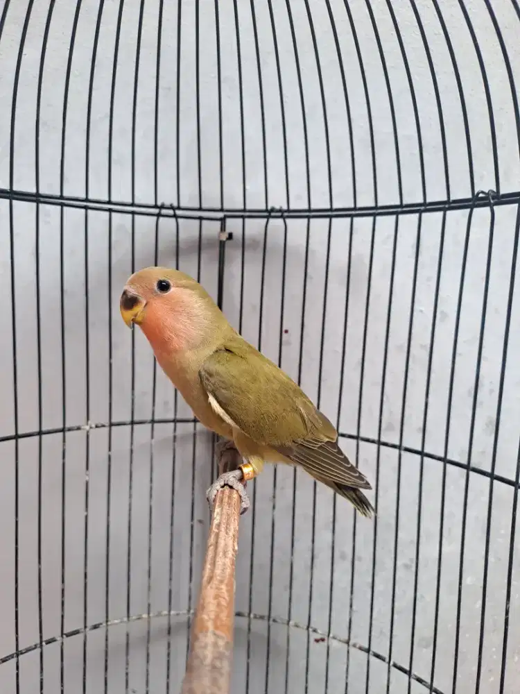 Lovebird Paud Nonklep (NK) Green & Olive