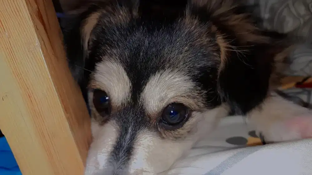 Lowongan Tenaga Bersih2 Rumah Seminggu 3 Kali