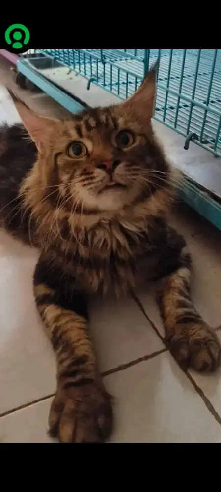 KUCING MAINECOON JANTAN