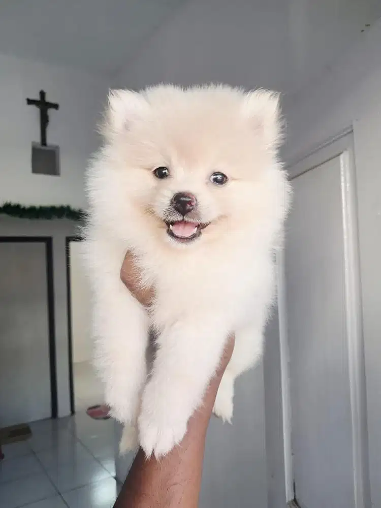 Anak anjing Minipom