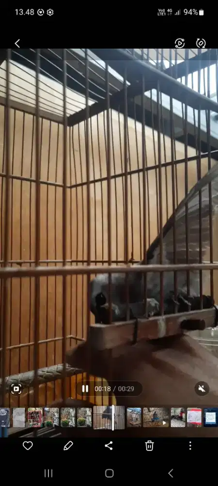 Burung crucuk trucuk jinak