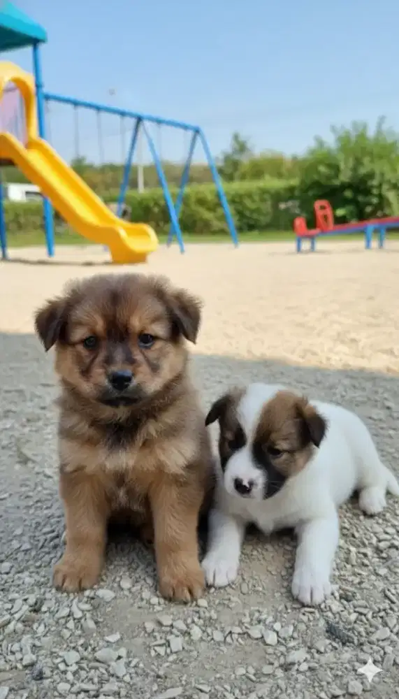 Anak anjing / anabul usia 2 bulan sehat