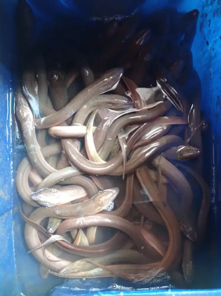 Jual belut konsumsi geprek dan fresh