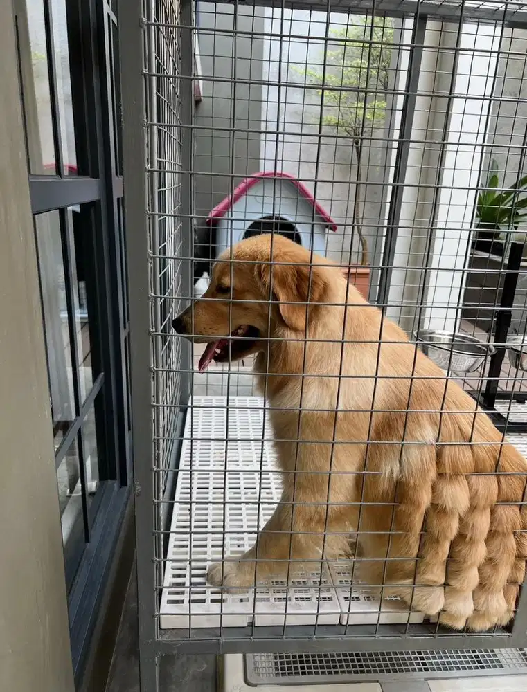 Jual Rugi 2 Kandang Anjing Senilai Rp8juta Harga Obral Rp2juta