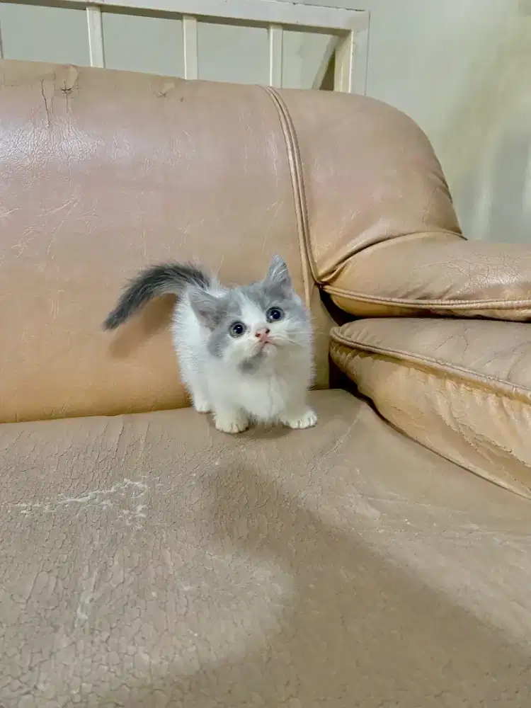 Kucing Munchkin x BSH super cebol