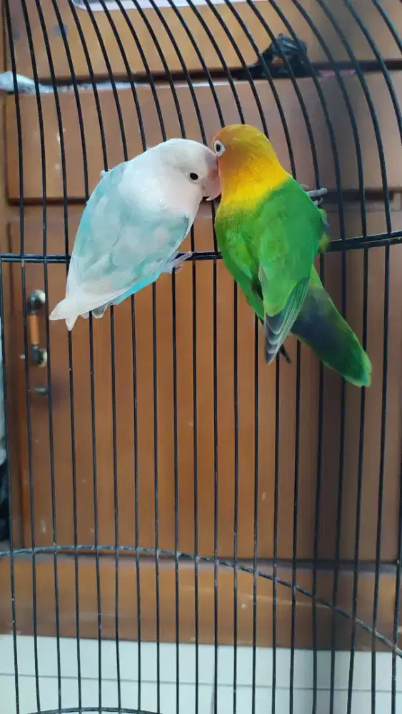 Sepasang lovebird siap produksi
