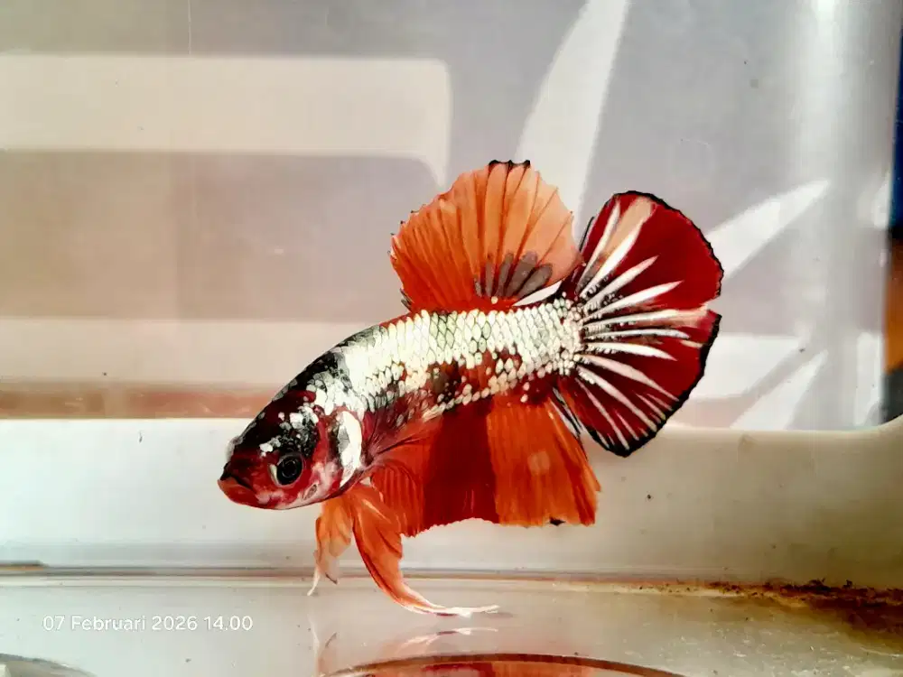 Cupang nemo series + box