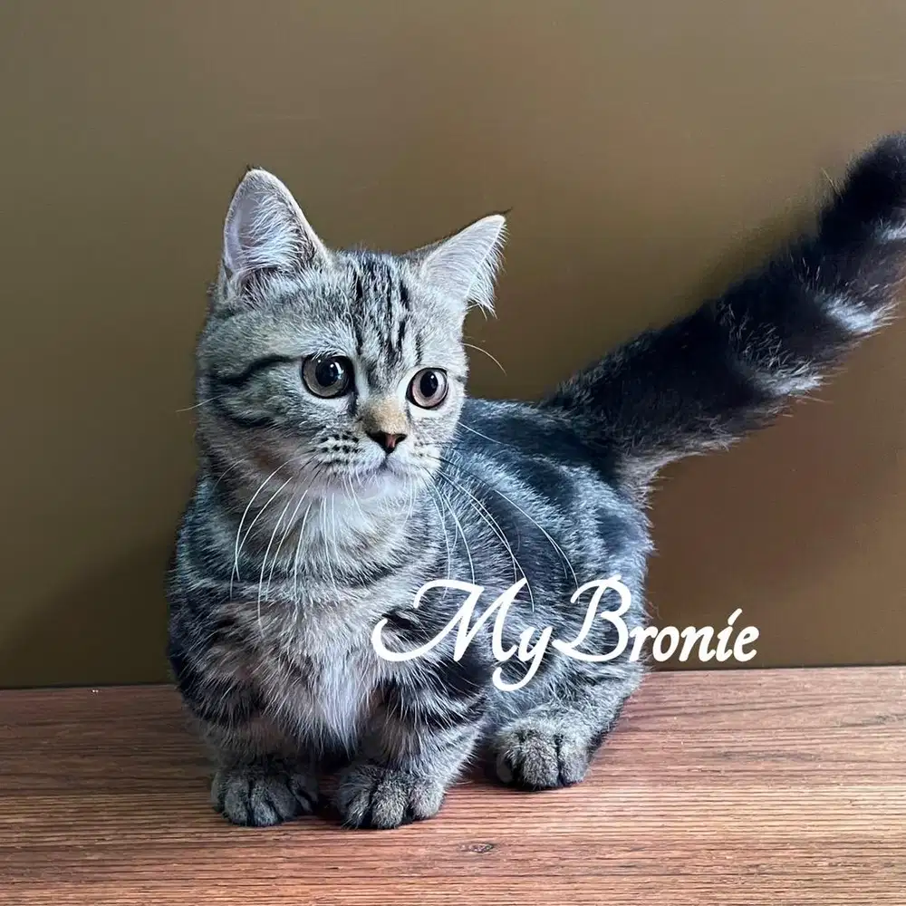 Kucing munchkin british jantan 4 bulan