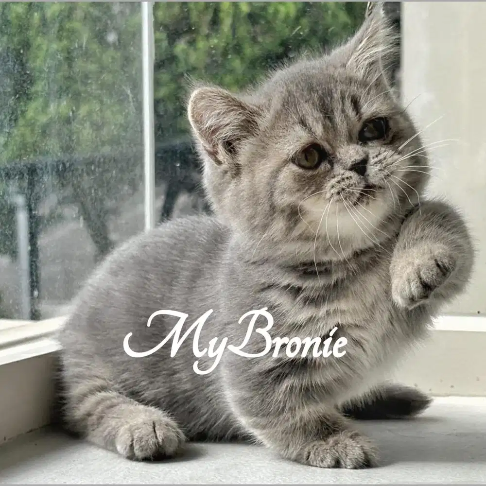 Kucing munchkin british betina