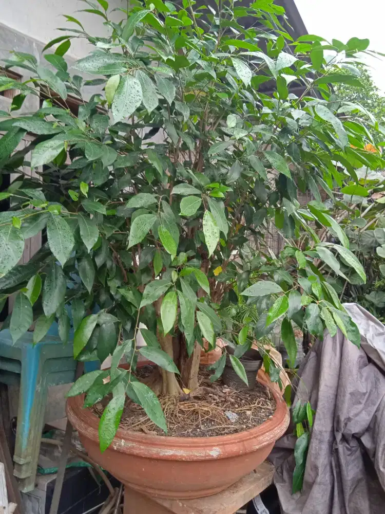 Bonsai ampelas,besar ,1,meteran