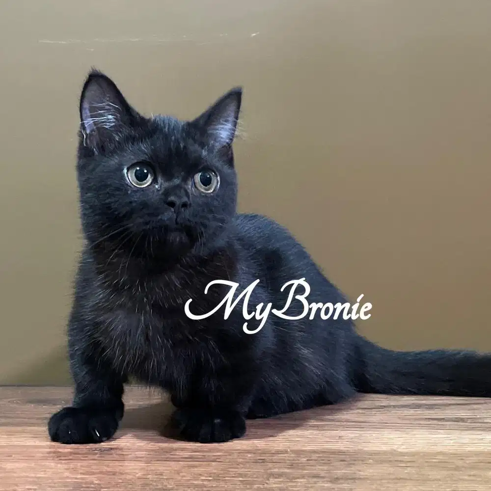 Kucing munchkin british betina