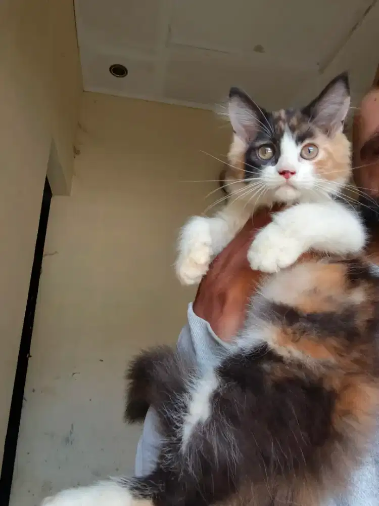 Kucing ras Himalaya x flatnose