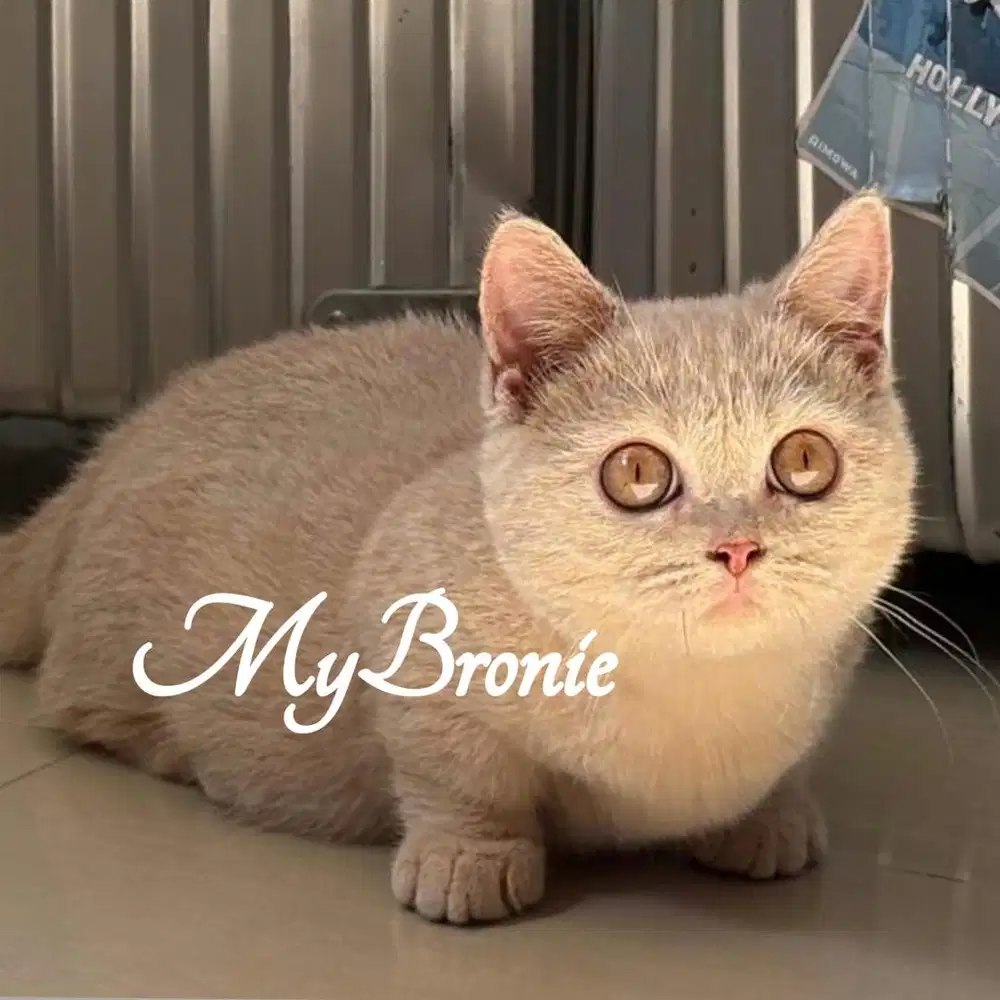 Kucing munchkin british cream betina