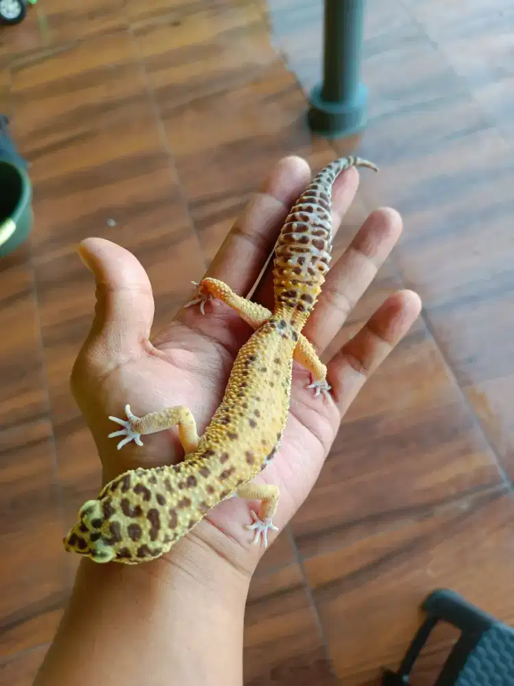 Leopard Gecko Tremper Jantan Sehat Ekor Tebal Makan Lancar