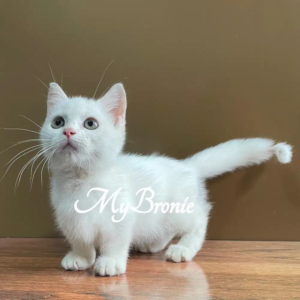 Kucing munchkin british murah