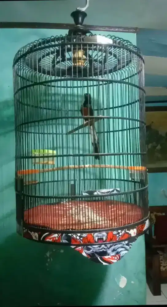 Mh Pastol Di Ring, Fighter 1 larasan, Mulus no mines, Fulset