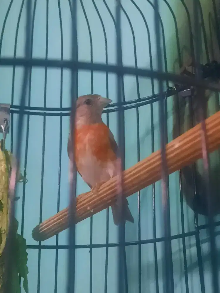 Dijual 2 Burung Red Siskin & Branjangan