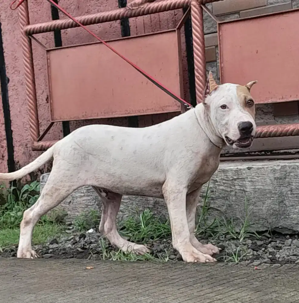 Anjing penjaga pitbul