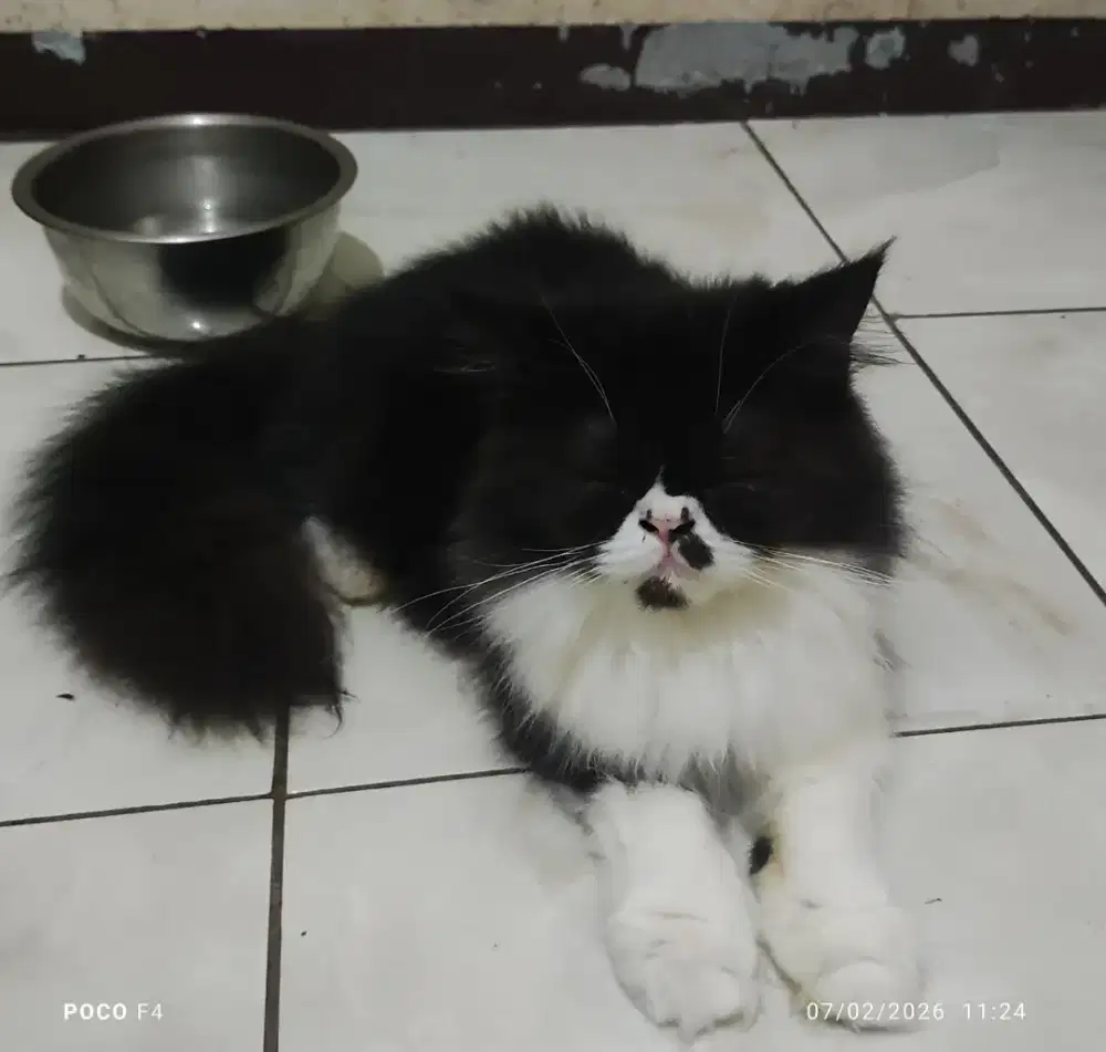 Lepas adopt kucing platnose