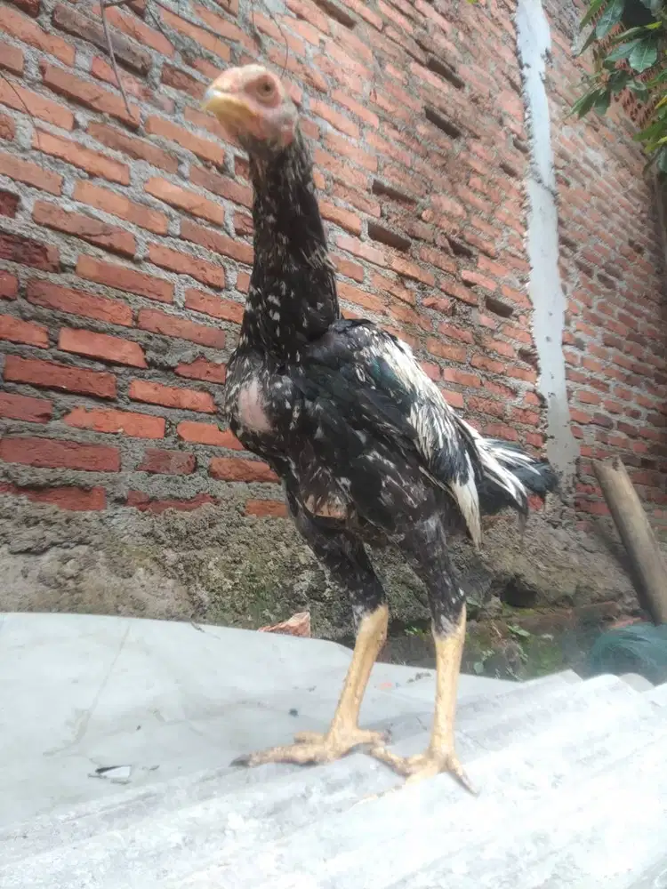 Ayam Bangkok plucker,pama