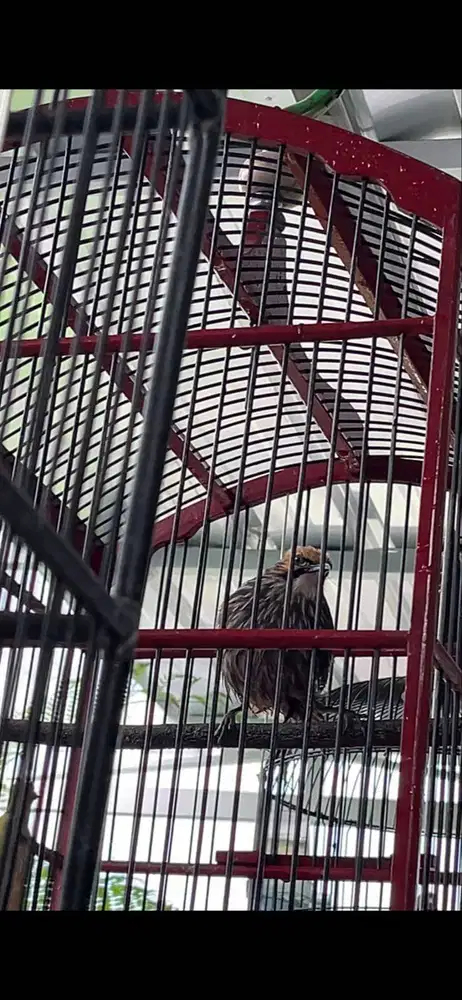 Cucak Rowo minus kaki