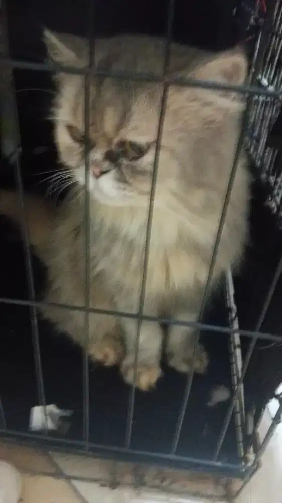 kucing persiaaa