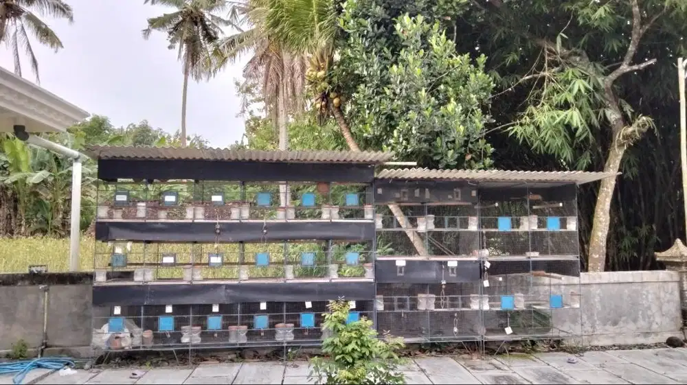 DIJUAL KANDANG BURUNG PERKUTUT.