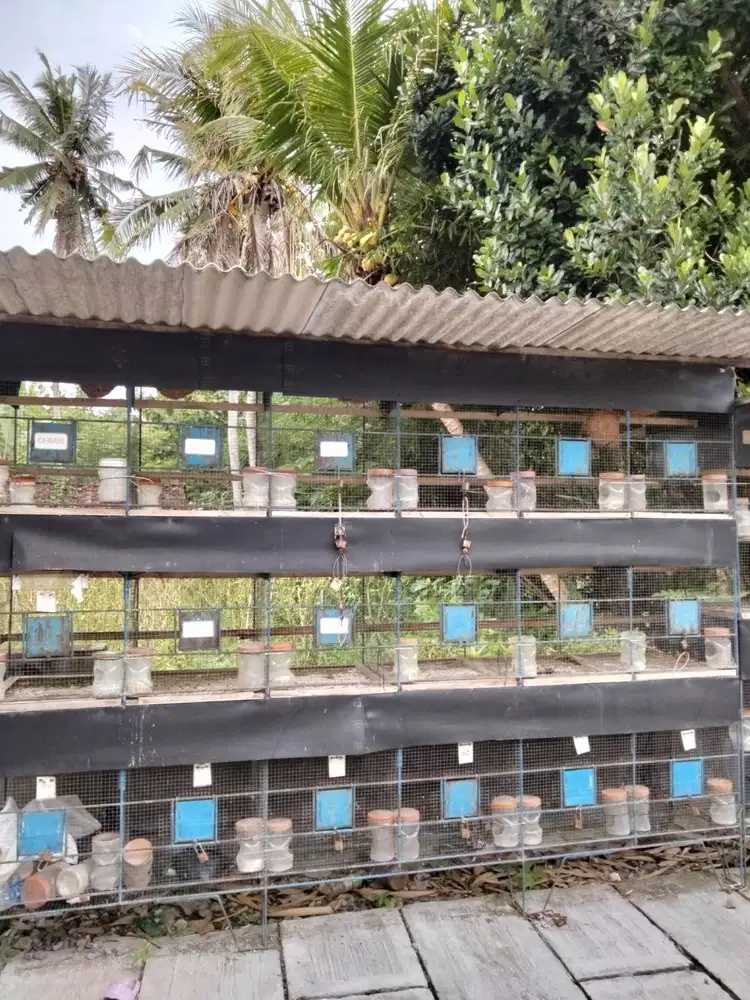 DIJUAL KANDANG BURUNG PERKUTUT.