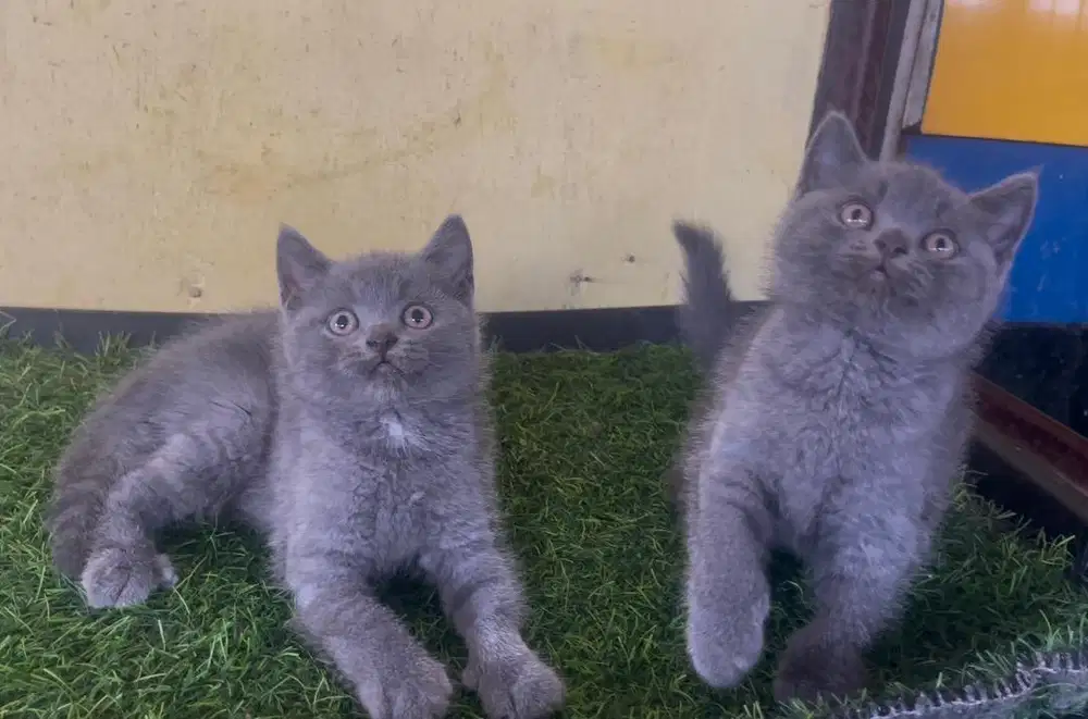 Kucing ras bsh bukan persia