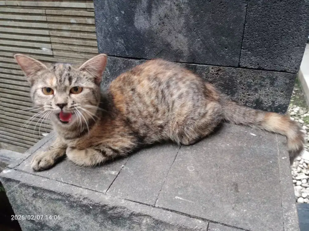 Kucing Persia induk x marble 5 bulan, jantan dan betina