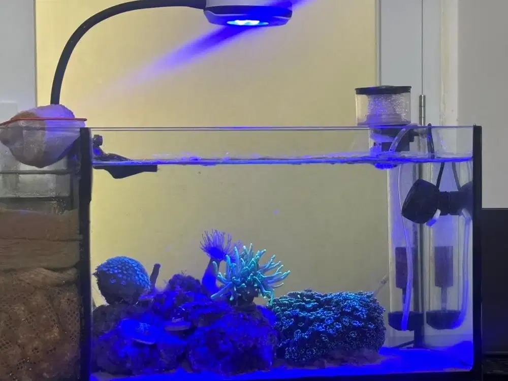 AQUARIUM AIR LAUT NEMO