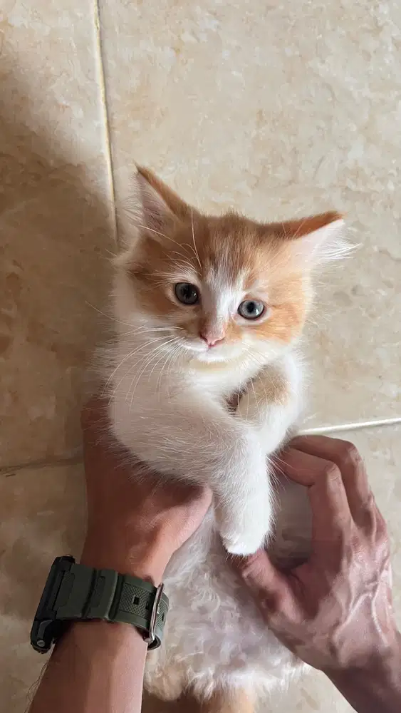 Jual kucing umur 3 bulan persia-anggora