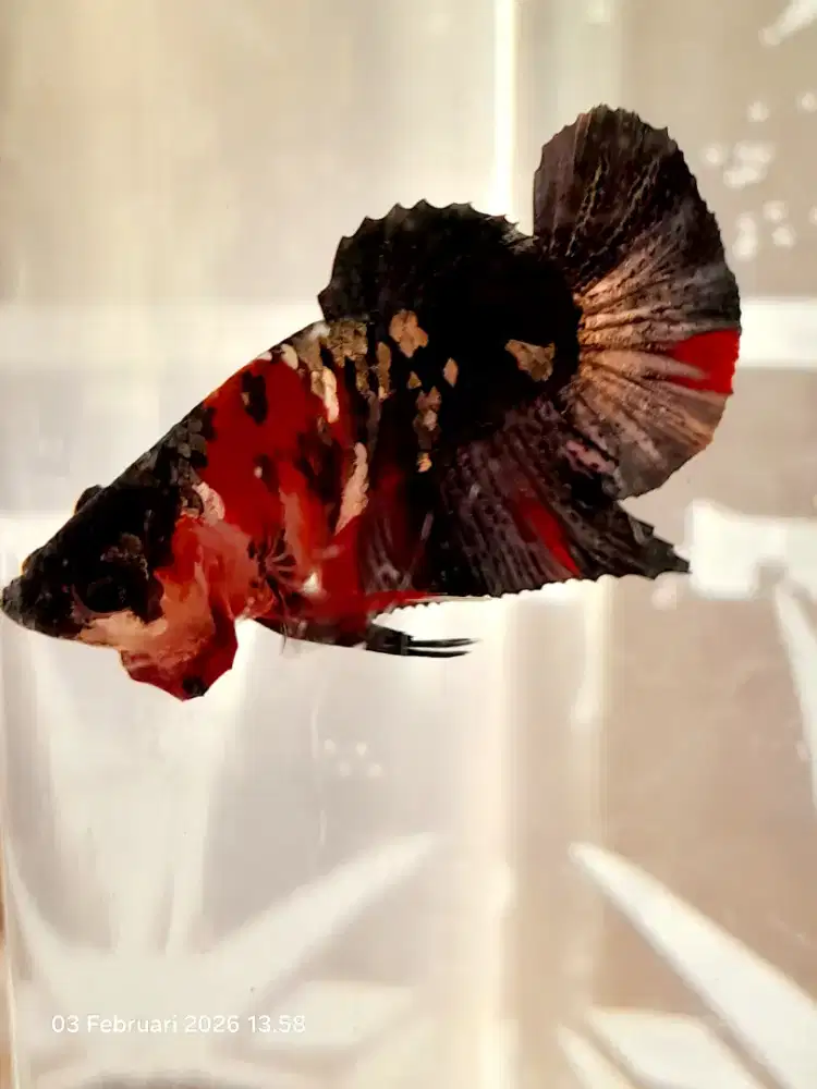 Cupang black series + box