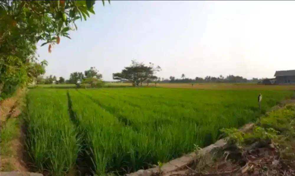 DIJUAL SAWAH SHM
