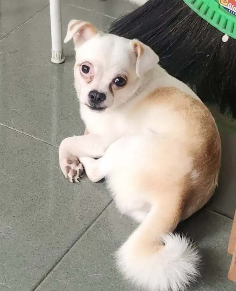 Anjing cihuahua mix shitzu