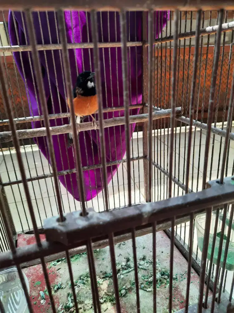 Trotol murai batu blorok tompel fullsheet