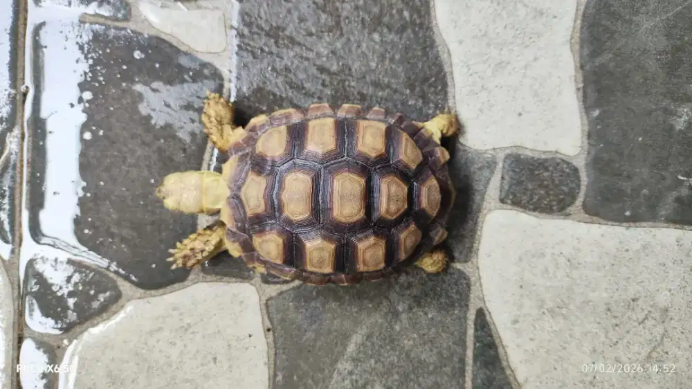 sulcata 10 cm sehat